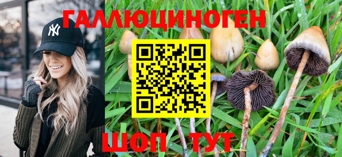 Псилоцибиновые грибы GOLDEN TEACHER Фролово